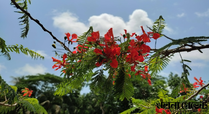 রবিউল আউয়াল মাসের তাৎপর্য