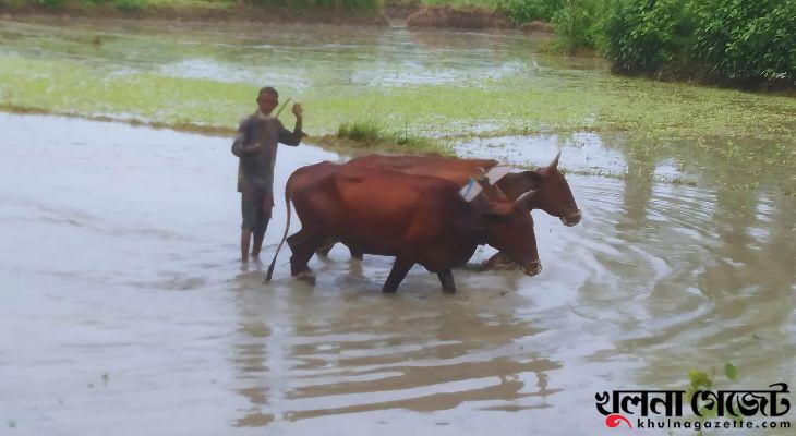 আধুনিক যন্ত্রের কারণে হারিয়ে যেতে বসেছে বাঙ্গালী’র চিরচেনা সেই গরু-লাঙ্গল দিয়ে জমি চাষের চিত্র। ছবি: আয়শা আক্তার জ্যোতি, খুলনা গেজেট।