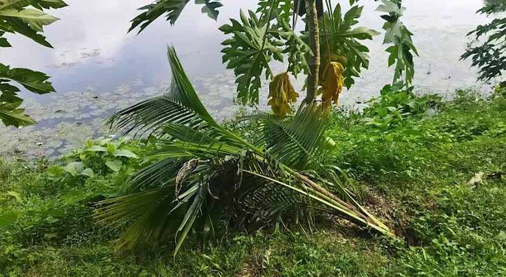 বাগেরহাটে ঐতিহাসিক ঘোড়াদিঘি পাড়ের শতাধিক গাছ কেটে ফেলেছে দুর্বৃত্তরা