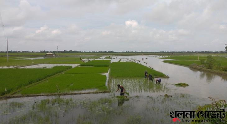 পা‌নি নিষ্কাশ‌ন জ‌টিলতায় খুলনায় আমন চাষে বড় ক্ষতি