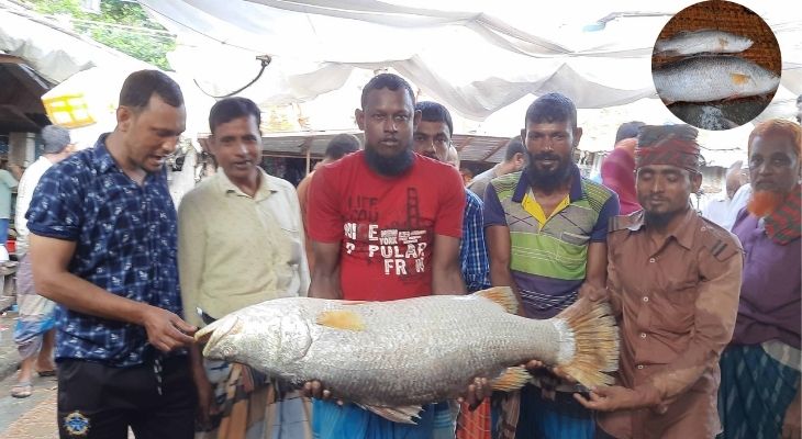 বাগেরহাটে সাড়ে ১৮ কেজির ভেটকি বিক্রি হল সাড়ে ১৮ হাজার টাকায়