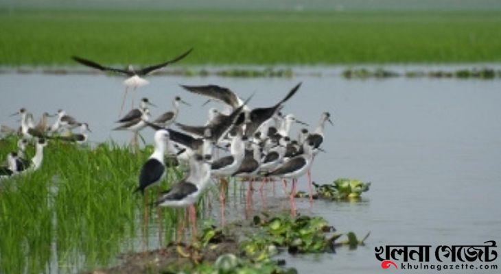 শীত আসতেই তেরখাদার বিভিন্ন বিলে চলছে অতিথি পাখি শিকার!