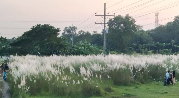 কাশফুলের শুভ্রতা ছুঁতে ছুটছে প্রকৃতি প্রেমিরা