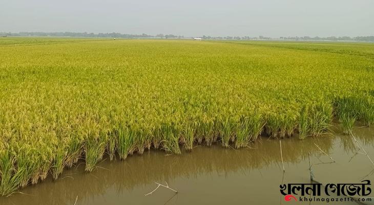 আশানূরুপ ফসল ঘরে তুলতে প্রস্তুতি নিচ্ছে আমন চাষিরা