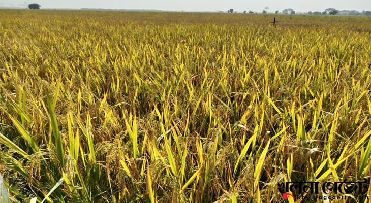 ফসলের মাঠে দোল খাচ্ছে কৃষকের সোনালী স্বপ্ন