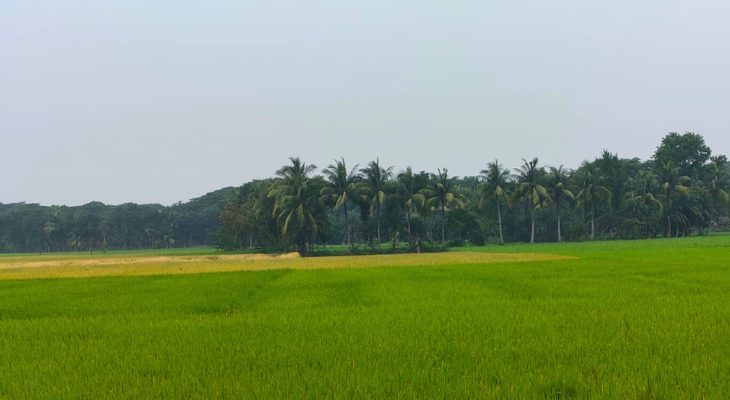 ভবদহের জলাবদ্ধতা, আমন চাষ নিয়ে দুঃশ্চিন্তায় কৃষক