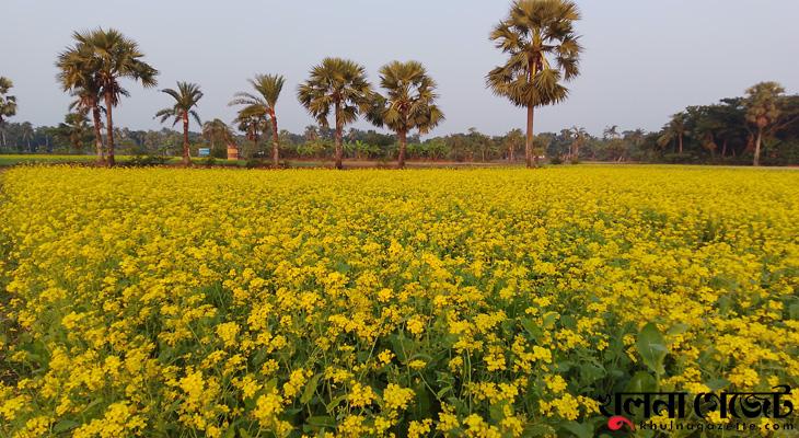 অনুকূল পরিবেশে পাইকগাছায় সরিষার বাম্পার ফলন