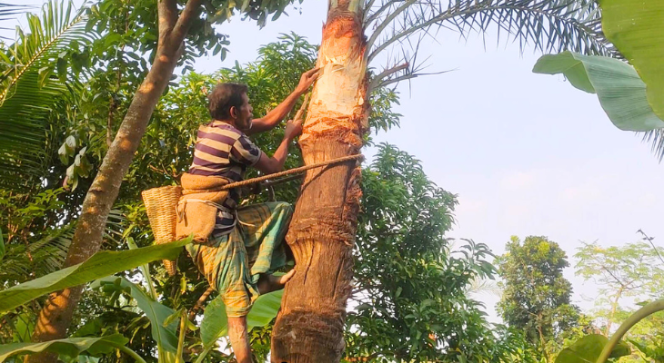 অভয়নগরে খেজুরের রস সংগ্রহে ব্যস্ত গাছিরা