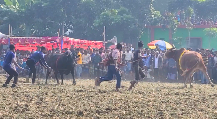 গ্রাম বাংলার ঐতিহ্যবাহী ষাঁড়ের লড়াই দেখতে মানুষের ঢল