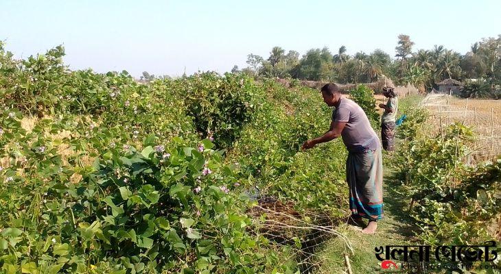 কয়রায় সবজি চাষে কপাল খুলেছে জায়গীর মহল গ্রামের ১০ কৃষকের