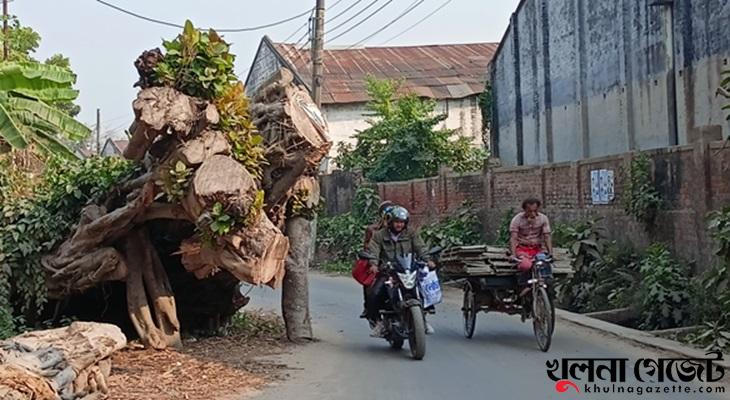 ঘূর্ণিঝড়ে উপড়ে পড়া গাছ ৭ মাস সড়কে, যানবাহন চলাচলে ঝুঁকি