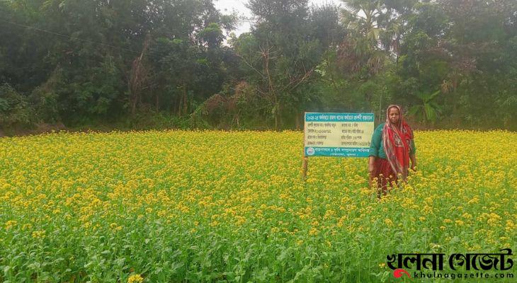 তেরখাদায় সরিষা চাষে ভালো ফলনের সম্ভাবনা