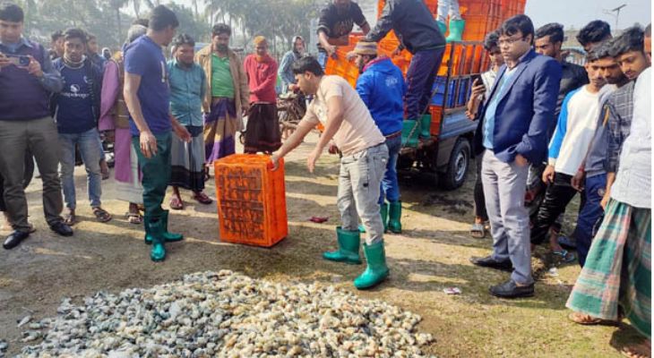 কালিগঞ্জে ১৩শ’ কেজি গলদা চিংড়ি বিনষ্ট