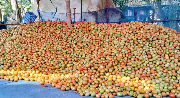 টমেটোর কেজি ৩ টাকা, হতাশ চাষিরা