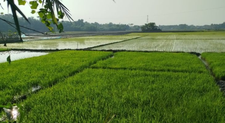 সঠিক পরামর্শ ও উন্নতমানের বীজ সরবরাহে তেরখাদায় বোরো চাষে লক্ষ্যমাত্রা ছাড়াবে