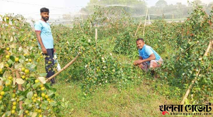 লোহাগড়ায় কুল চাষে দুই বন্ধুর স্বপ্ন পূরণ