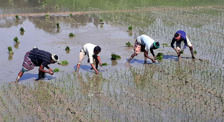 চিতলমারীতে ত্রিশ হাজার একর জমিতে বোরা ধান চাষের লক্ষ্যমাত্রা