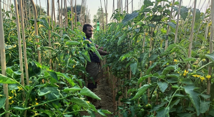 তেরখাদায় আধুনিক পদ্ধতিতে টমেটো চাষে লাভবান হচ্ছে কৃষকেরা