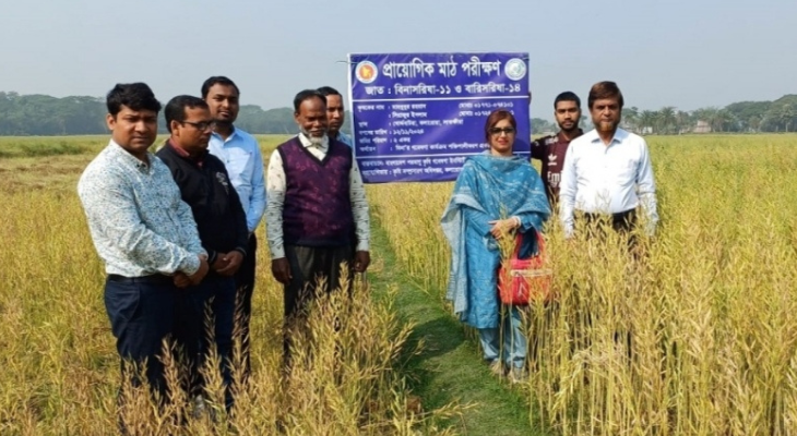 কলারোয়ায় বিনাসরিষা-১১ এর চাষাবাদ সম্প্রসারণে মাঠ দিবস