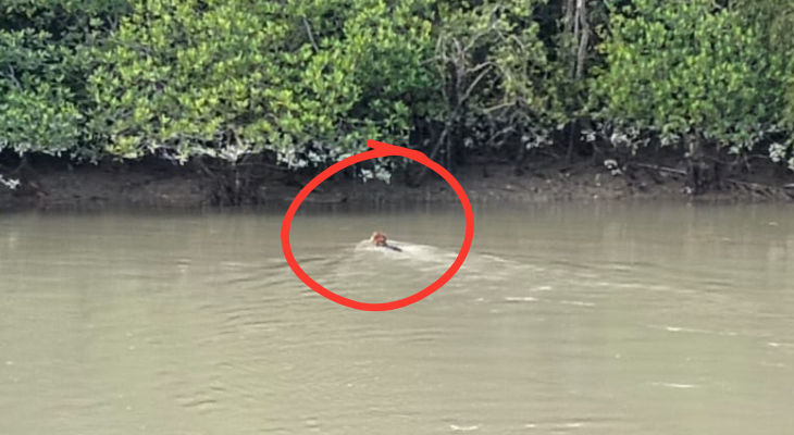 সুন্দরবনে আবারও বাঘের দেখা পেলেন দর্শনার্থীরা