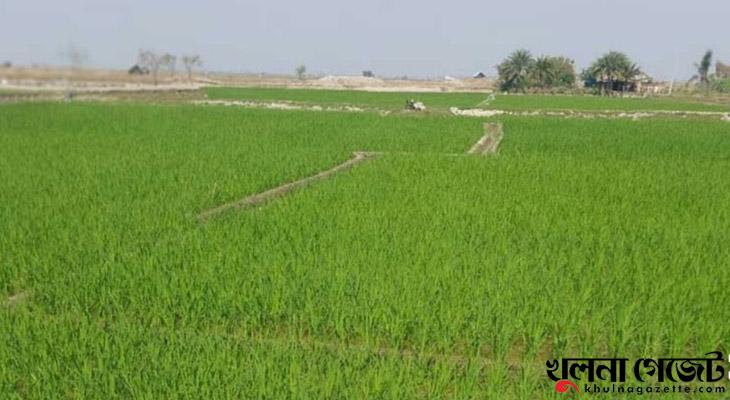 সাতক্ষীরায় ক্রমশঃ বাড়ছে লবণসহিষ্ণু জাতের বোরো আবাদ