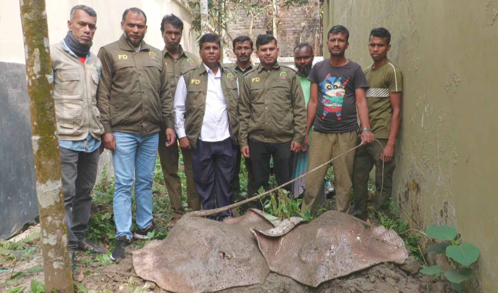 বাগেরহাটে আহরণ নিষিদ্ধ দুটি শাপলাপাতা মাছ উদ্ধার