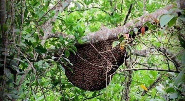 মৌসুম শুরুর আগেই চুরি হচ্ছে সুন্দরবনের মধু