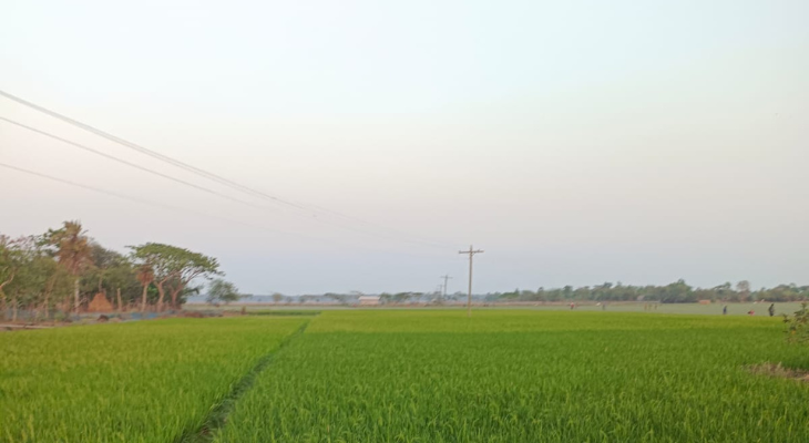 ইঁদুরের উৎপাতে দিশেহারা বোরো চাষিরা