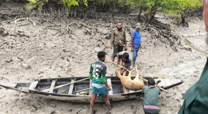 চোরাশিকারীদের ফাঁদে পড়া হরিণ উদ্ধার, অবমুক্ত করা হল সুন্দরবনে