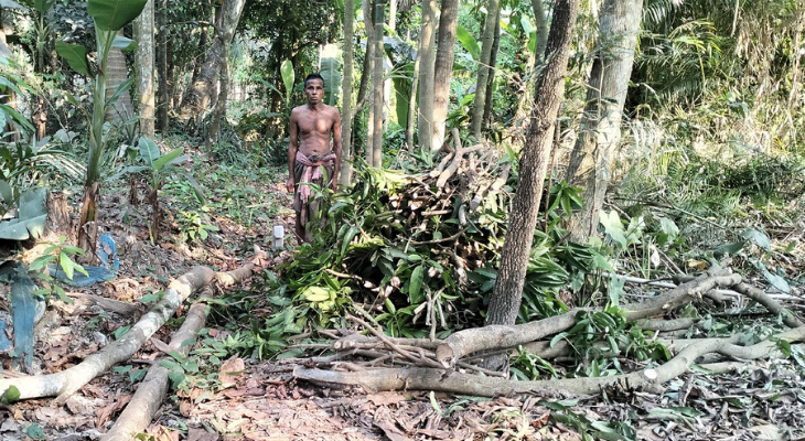 চিতলমারীতে জোরপূর্বক কৃষকের গাছ কেটে নেওয়ার অভিযোগ