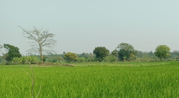 ঘুরে দাঁড়িয়েছে তেরখাদার অভিশপ্ত জলাবদ্ধ ভুতিয়ার বিল