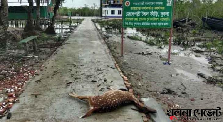 সুন্দরবনে জলোচ্ছ্বাসে ডুবেছে মিষ্টি পানির পাঁচ পুকুর, দুটি হরিণের মরদেহ উদ্ধার