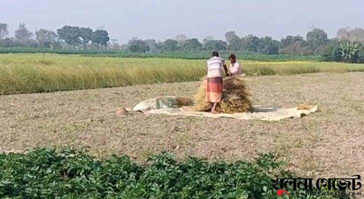২০০ বিঘা জমির ধান ঘরে তোলার রাস্তা নেই, সরকারি রাস্তাও অন্যের দখলে