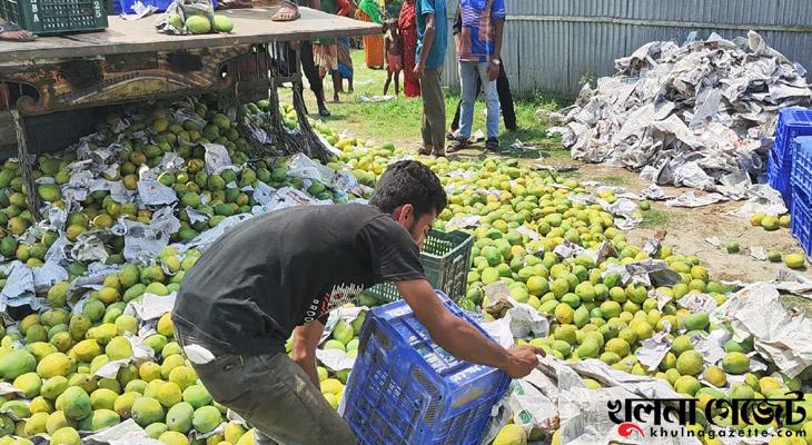 সাতক্ষীরায় ট্রাকভর্তি ৪শ’ ক্যারেট অপরিপক্ক গোবিন্দভোগ আম জব্দ