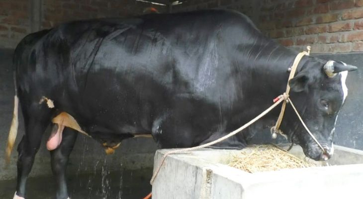 মেহেরপুরের কালামানিকের ওজন ২১ মণ, দাম ২৫ লাখ
