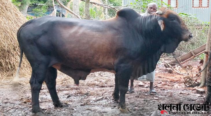 পাকিস্তানি শাহীওয়াল জাতের বাহাদুরের দাম ৯ লাখ টাকা