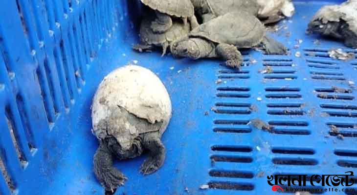 করমজলে বিপন্ন ‘বাটাগুর বাসকা’র ৬৫ বাচ্চার জন্ম