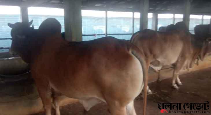 সাতক্ষীরায় চাহিদার তুলনায় মজুদ বেশি কোরবানীর পশুর, দাম নিয়ে শঙ্কায় খামারীরা