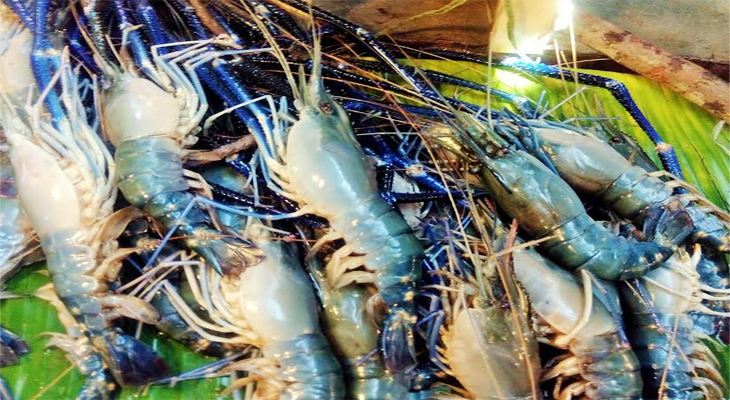 চিংড়ি চাষে আগ্রহ হারাচ্ছেন তেরখাদার চাষিরা