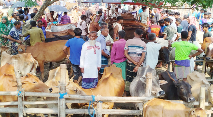 তেরখাদার ঐতিহ্যবাহী ইখড়ি পশুরহাটে কম দামে দেশি গরু