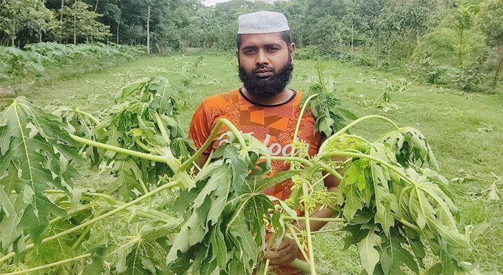 অভয়নগরে ফলন্ত পেঁপে গাছ কেটে নিল শত্রুতার প্রতিশোধ