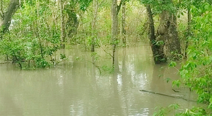 সুন্দরবনে ঢুকছে পানি, বনাঞ্চল প্লাবিত