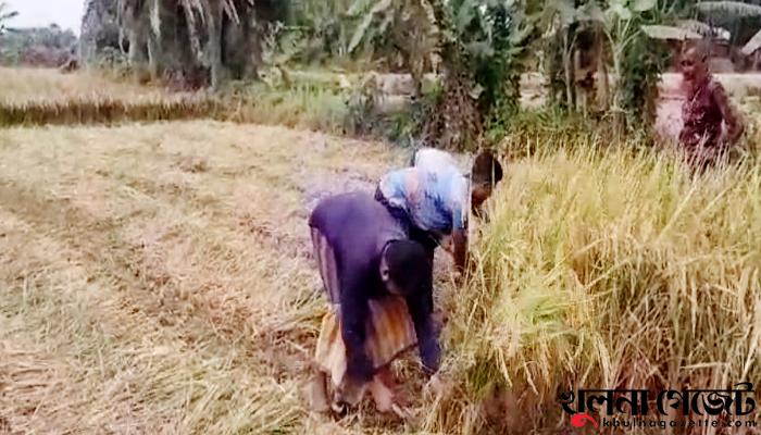 শ্রমিক সংকটের হতাশায় তেরখাদার বোরাে চাষিরা