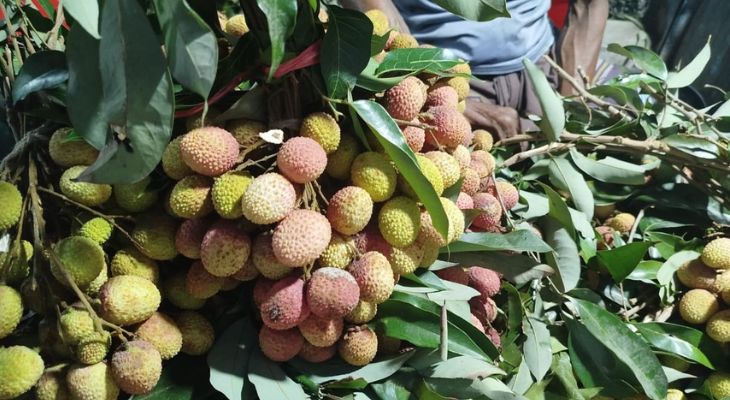 তেরখাদার বাজারে বিক্রি হচ্ছে অপরিপক্ব লিচু, দামও চড়া