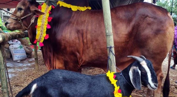 কোরবানির পশুতে যেসব ত্রুটি থাকা যাবে না