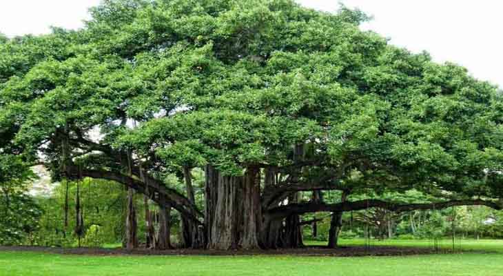 একটি বটবৃক্ষের আত্মকাহিনী