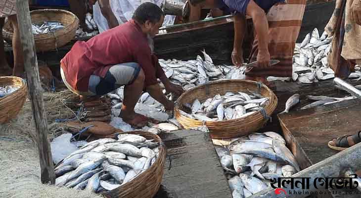 দীর্ঘ বিরতির পর আবারও সরগরম কেবি বাজার মৎস্য আড়ৎ
