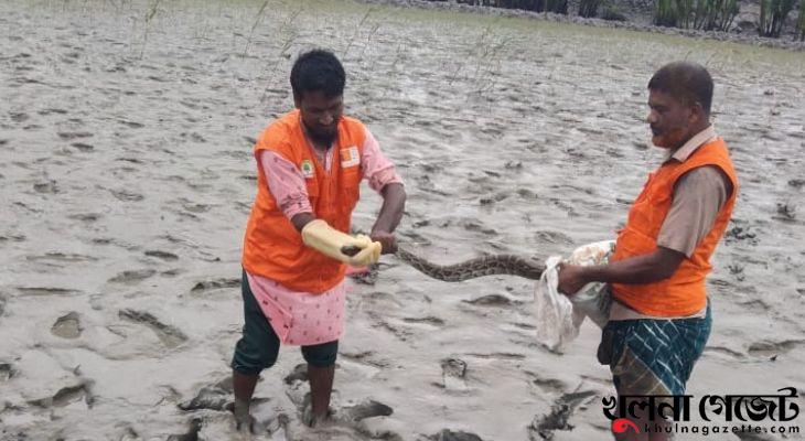 কয়রায় ১০ ফুট লম্বা অজগর সাপ উদ্ধার, সুন্দরবনে অবমুক্ত
