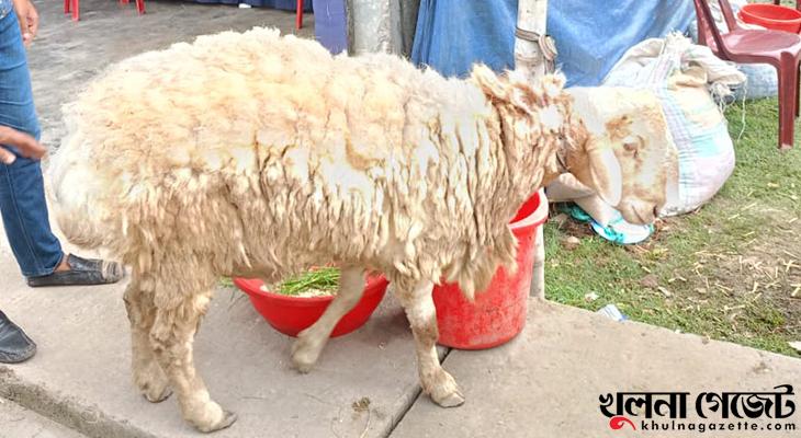 জোড়াগেট পশুর হাটে দুম্বা, দাম হাঁকছে ২ লাখ ১০ হাজার