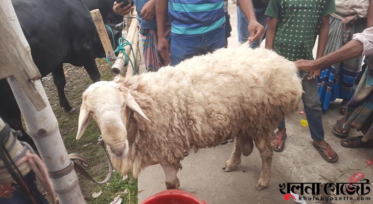 জোড়াগেট পশুর হাটে দুম্বা, দাম হাঁকছে ২ লাখ ১০ হাজার